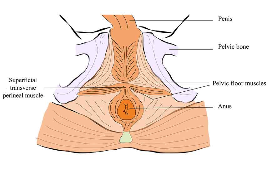 Muscle diagram pc With Pleasure: